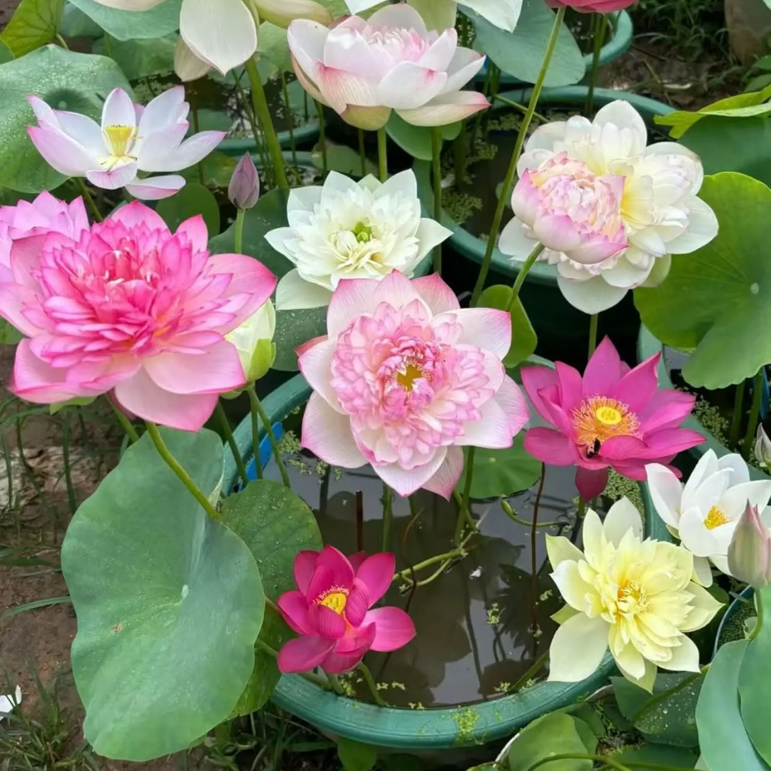 20 Pcs Hardy Perennial Lotus Flower Seeds Mixed Colors Aquatic Water Lily Easy to Grow for Pond Aquatic Garden Backyard Pots Bright