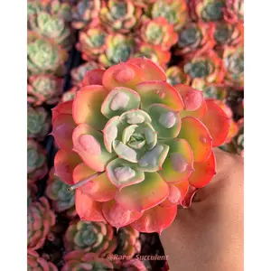 Echeveria Raindrops frills - April Farm/Rare Succulents