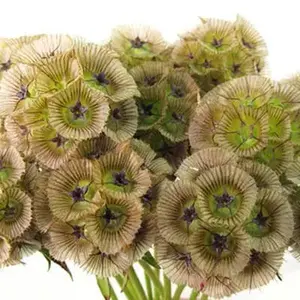 Scabiosa Pods (Scabiosa Stellata) Bunch