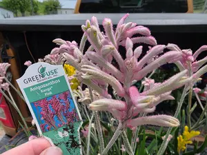 KANGA PAW LIVE plant Pink full clump