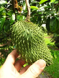 Soursop Tree Seeds - 50+ Count - Tropical Fruit Trees Perennial Grow Your Own Home Farm