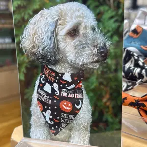 Fall Dog Bandanas Hand-Sewn in Western Massachusetts