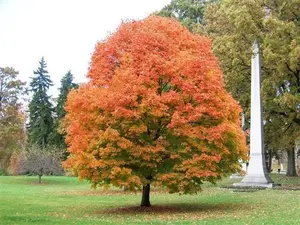 Sugar Maple tree qt pot -Acer saccharum
