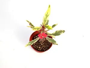 Euphorbia Crown of Thorns Variegated 4” Potted Live Plant - Rare Variegated Houseplant - Succulent Upright Shrub - Cream, White, Green Foliage - Flowering Small Tree - Tropical Gift - Unique Indoor Plant - Durable Greenery - Statement Piece