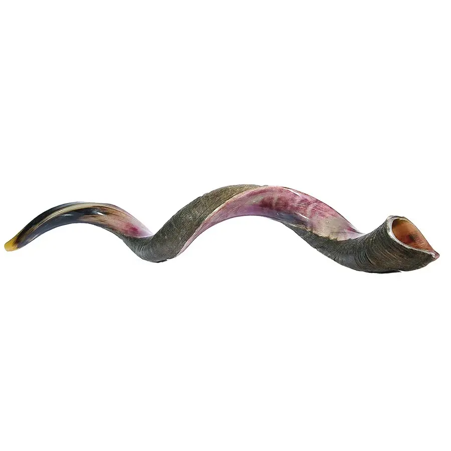 Shofar Jumbo XL de 43"- 46" - Cuerno de Kudu Auténtico