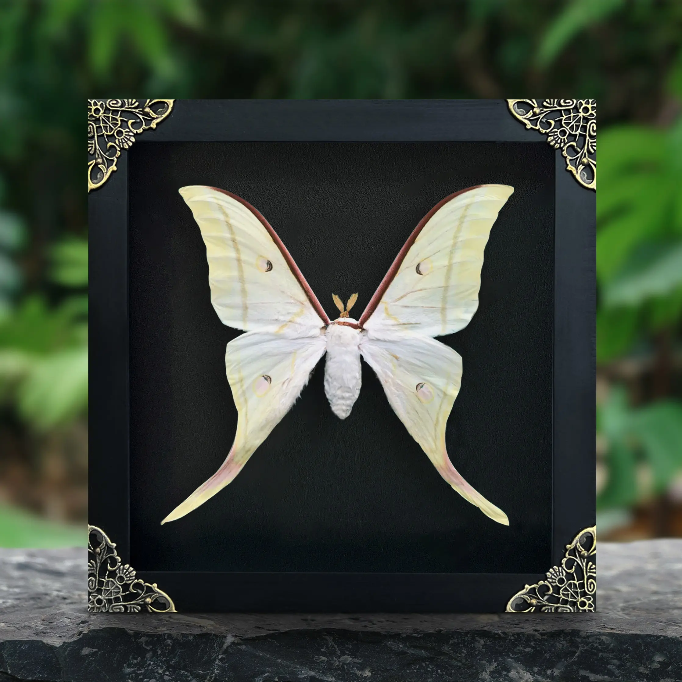 Framed Luna Moth Display Butterfly Unique Gifts Entomology Oddities Collection Taxidermy Preserved Insect Vibrant Wall Art Home Decor Wood Shadow Box Design Nature Inspired Art