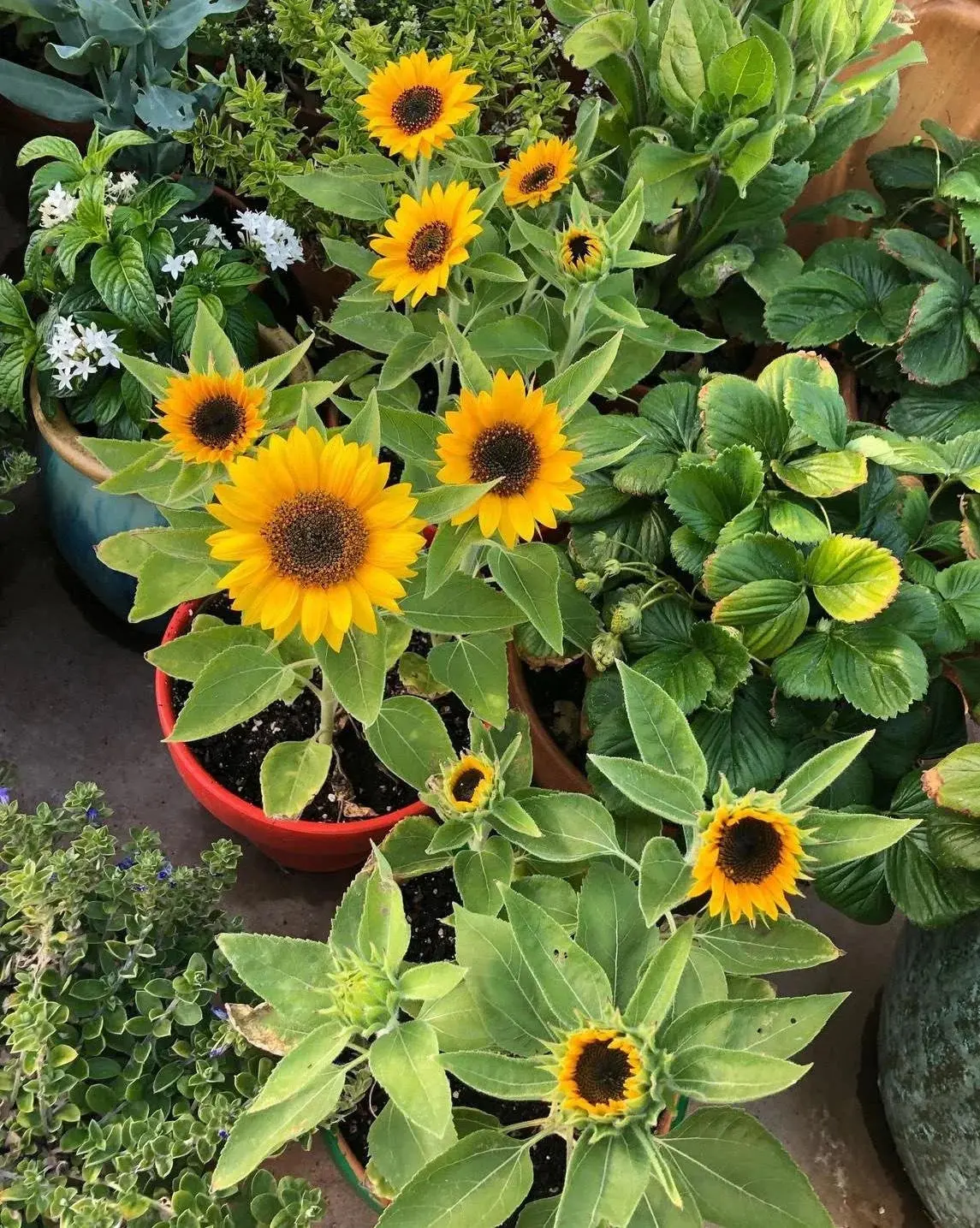 Sunflower Junior seeds Sunflower Junior seeds