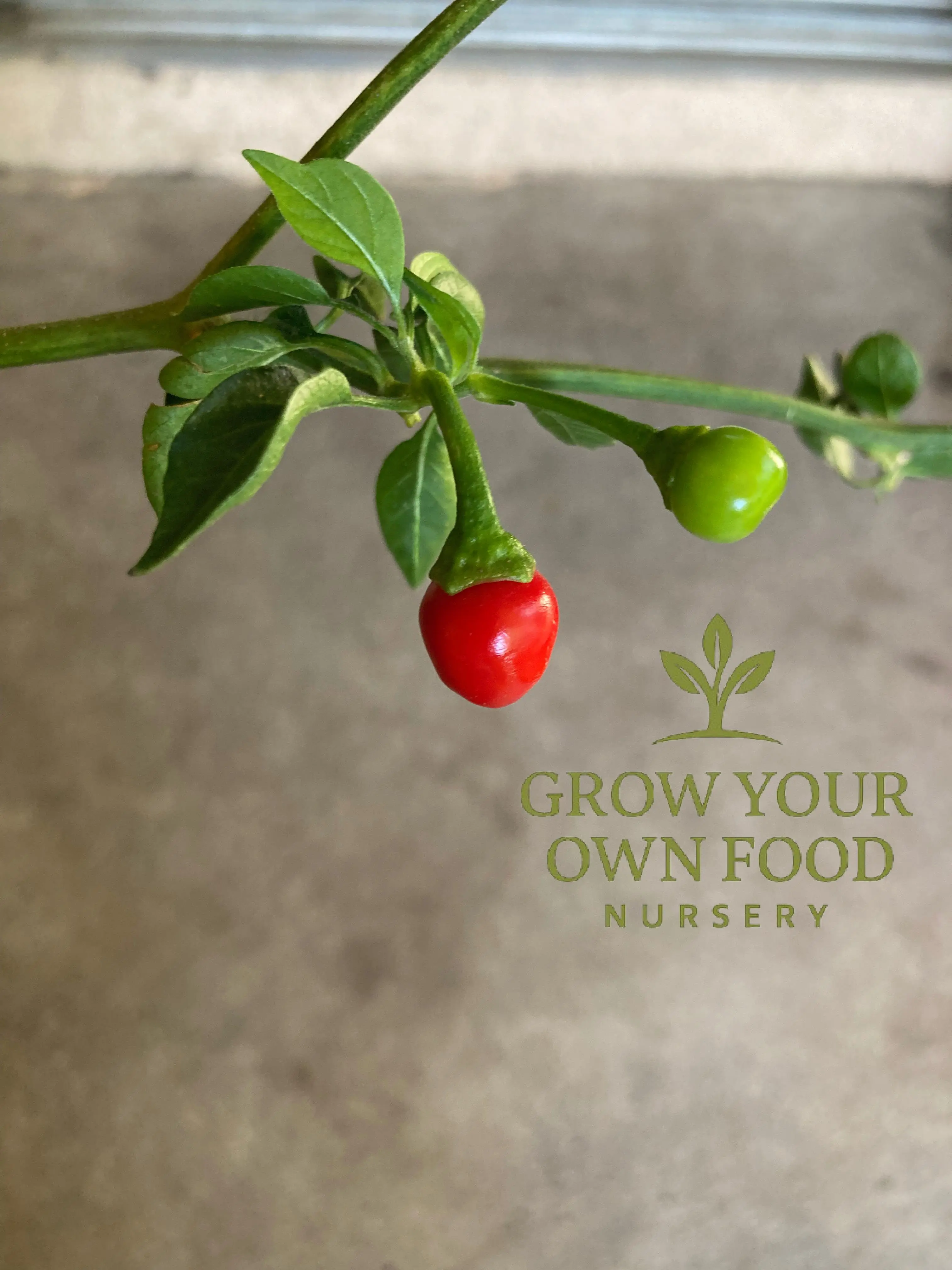 Heirloom Chiltepin Hot Pepper Live Starter Plant - Organic, Non-GMO Fruit Seedling, Ideal for Full Sun, Adds Fiery Flavor to Sauces & Condiments