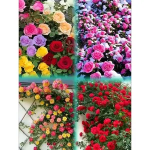 300 Pcs Climbing Rose Seeds Mixed Colors Non-GMO Perennial Garden Flowers for Vertical Landscaping & Outdoor Beauty