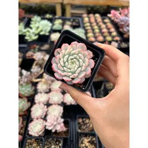 Echeveria Variegated white Minima - April Farm/Rare Succulents