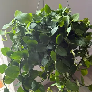Rhaphidophora Hayii 8" Hanging Basket Live Plant