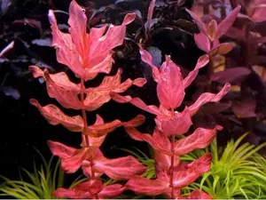 BUY 2 GET 1 FREE Rotala Macrandra (emersed grown, see pic 2)-Advanced Live Aquarium Pond Aquatic Plant (CO2 required)