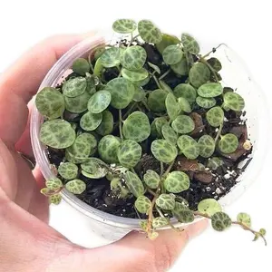 String of Turtles Live Plant Starter | Peperomia Prostrata Trailing Houseplant | Rare Turtle Vine Indoor Plant