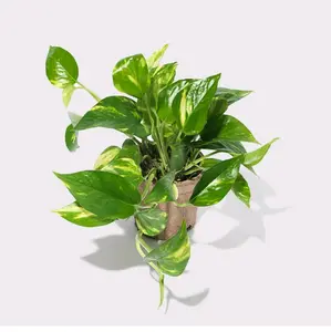 Golden Pothos Cutting - Random Clearance Plant with Established Roots, Low-Maintenance Air-Purifying House Plant