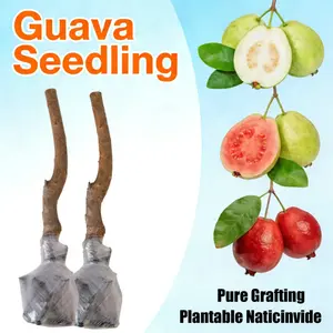 Guava Tree Seedlings High Survival Rate Fast Growing Sweet Juicy Fruit Non-GMO Organic for Home Garden Balcony Bonsai Indoor Outdoor Planting
