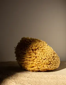 Natural Sea Sponge