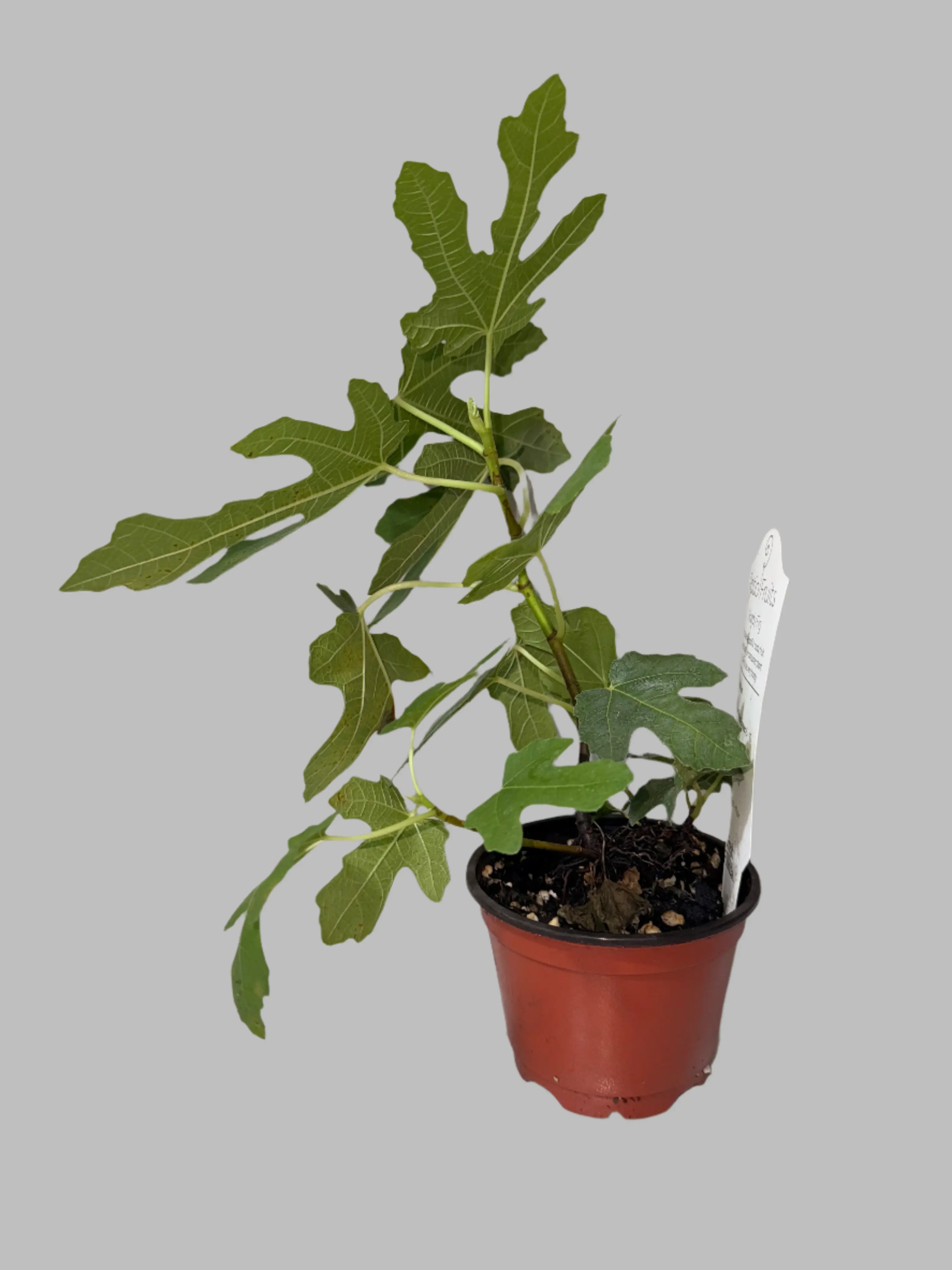 2-Pack Chicago Hardy Fig Trees - Ficus carica, Cold-Hardy Dwarf Patio Plants, Zones 6-10, Easy-to-Grow Compact Self-Pollinating Low-Maintenance Fruit Varieties for Fertile Soil, Tropical Beauty, Grow Fruit & Organic Container Gardening