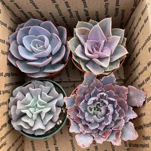 4 pack Purple valentines assortment  bedroom Sculpture 4inch