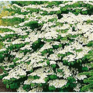 Shasta Doublefile Viburnum