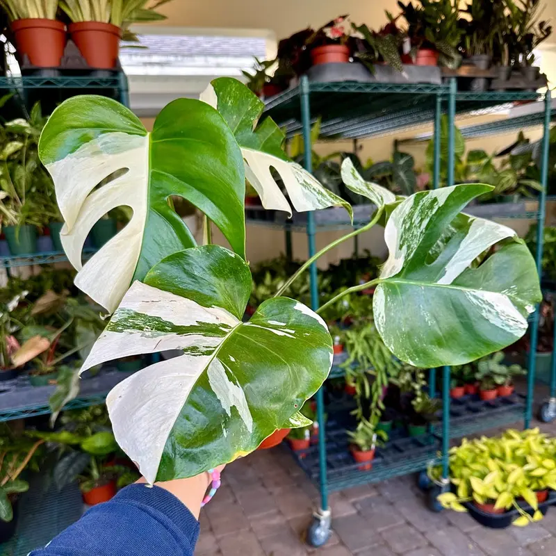 Monstera without holes - TikTok Shop