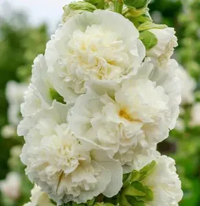 Hollyhock CHATER'S DOUBLE WHITE Peony Flowered Blooms Biennial  25 Seeds