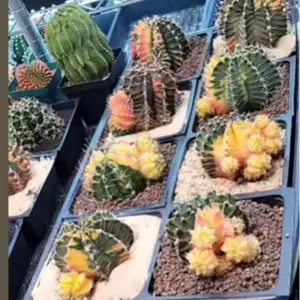 Giant Mature Gymno Cactus 5"+ - You Choose It Live! Variegated & Colorful Options Available - Limited Availability - Ships Bare Root from USA - #LivePlantSale #Gymnocalycium #RareCactus #CactusCollectors