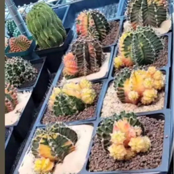 Giant Mature Gymno Cactus 5"+ - You Choose It Live! Variegated & Colorful Options Available - Limited Availability - Ships Bare Root from USA - #LivePlantSale #Gymnocalycium #RareCactus #CactusCollectors