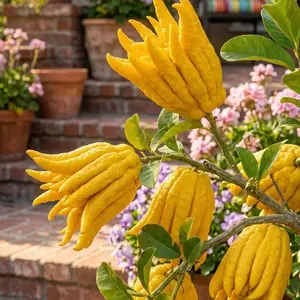 Buddha’s Hand Citrus Seeds – Easy-to-Grow Indoor & Outdoor Fruit Plant for Home Gardens