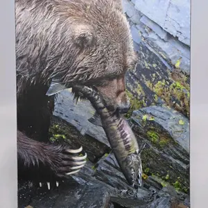 Kodiak Brown Bear Carrying A Chum Salmon Photo Magnet