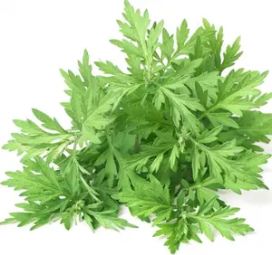 500+Mugwort Seeds(Artemisia vulgaris)Medicinal Culinary Perennial Herb USA