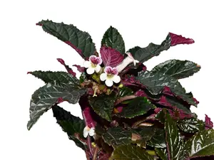 Nautilocalyx glandulifer