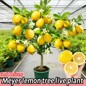 Merlot Lemon Tree Seedlings - Medium-aged Trees - Indoor Balcony and Garden Potted Plants - Fruit Tree Seedlings, Rich in Vitamin C, Growing Fast and Easy to Maintain