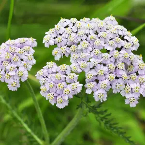 Organic Yarrow Seeds (Achillea millefolium) – 200+ Seeds for Herb Gardens, Medicinal Use, and Pollinator Gardens