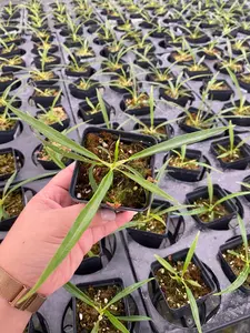 Philodendron tortum seedling