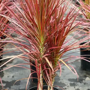 Madagascar Dragon Tree (Dracaena Marginata 'Colorama')