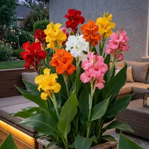 200 Pcs Hardy Perennial Canna Flower Seeds Mixed Colors for Outdoor Garden Landscaping Backyard Pots Borders Bright- Easy to Grow