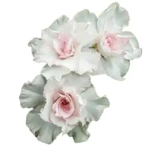 4 Pcs Double White Desert Rose Seeds - Premium Desert Rose Plant Seeds for Gardening, Perennial Flower Seeds, Double Bloom Adenium for Pots & Outdoor Gardens, Exotic Flower Seeds for Planting, Tropical Succulent Seeds