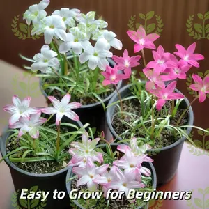 Cold and heat-resistant rain lily bulb