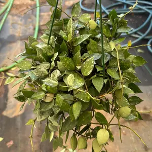 6” Hoya Krohniana Eskimo