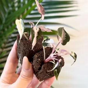 Variegated Alocasia Bambino Plug