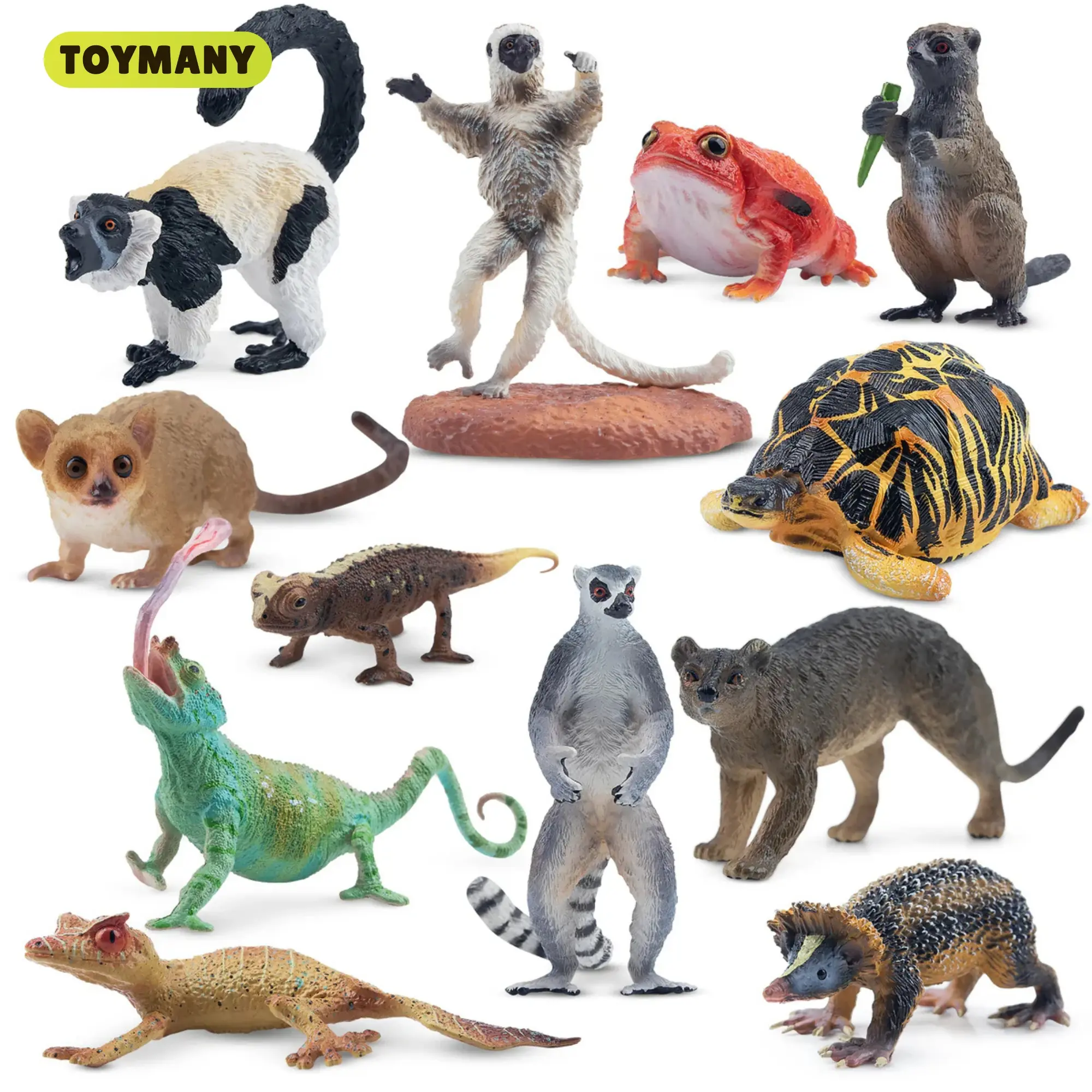 TOYMANY 12PCS Madagascar Collectible Animal Figurine Set - Realistic Jungle Toys for Kids, Includes Lemur, Chameleon, Tortoise, Gecko, Fossa, Sifaka - Educational Forest Figure Collection for Adults, Animal Figurine Animals, Collectible Animals