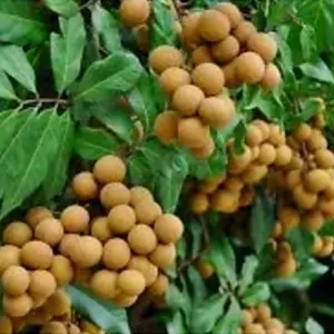 20 Longan Seeds Rare Dwarf Longan Sweet and Juicy Fruit Tree Bonsai