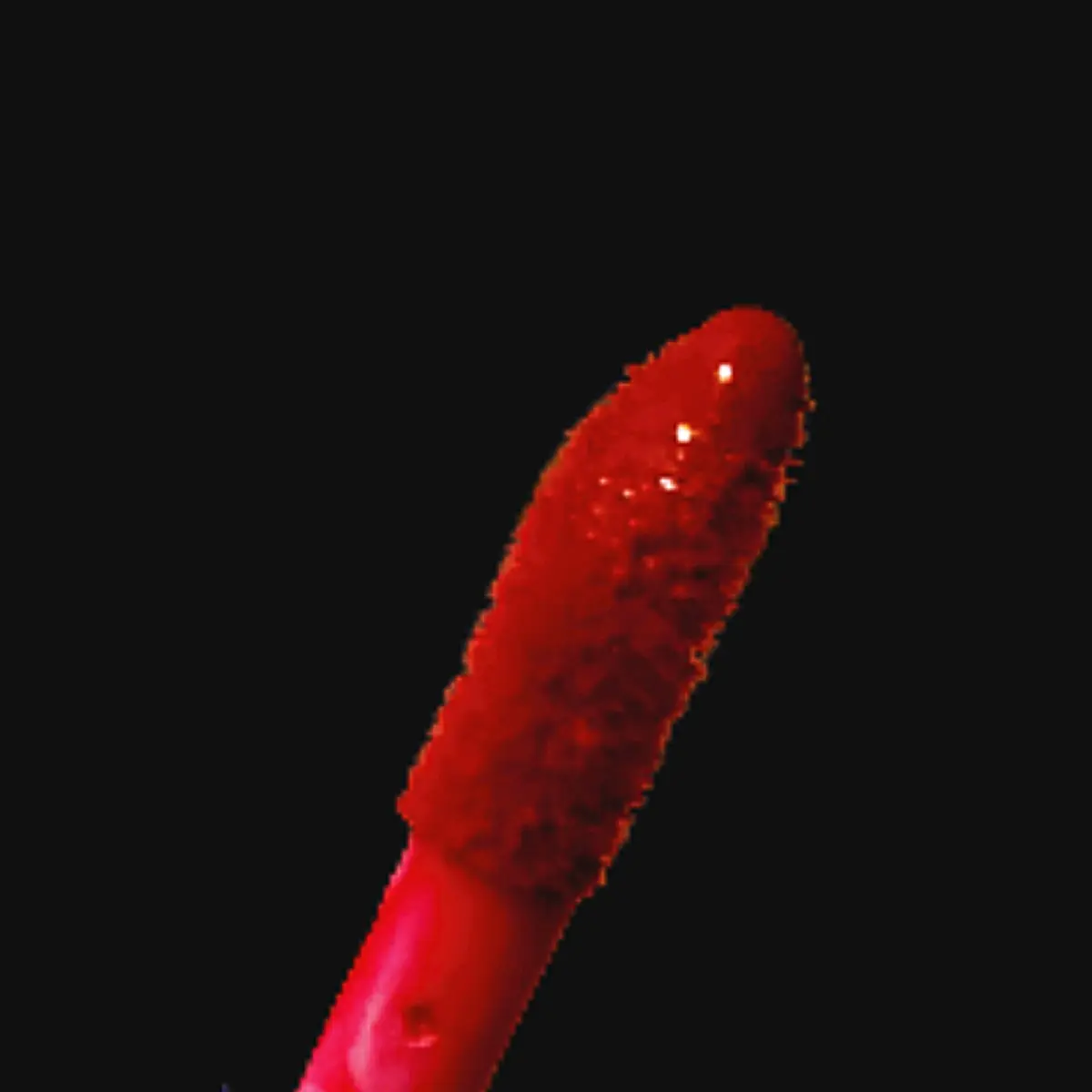 Kissable Company  Regal Red  matte finish lipstick