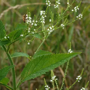 White Vervain Organic Seeds (Verbena urticifolia) – Native wildflower with small white blooms. Supports pollinators and herbal uses. Thrives in moist soils.