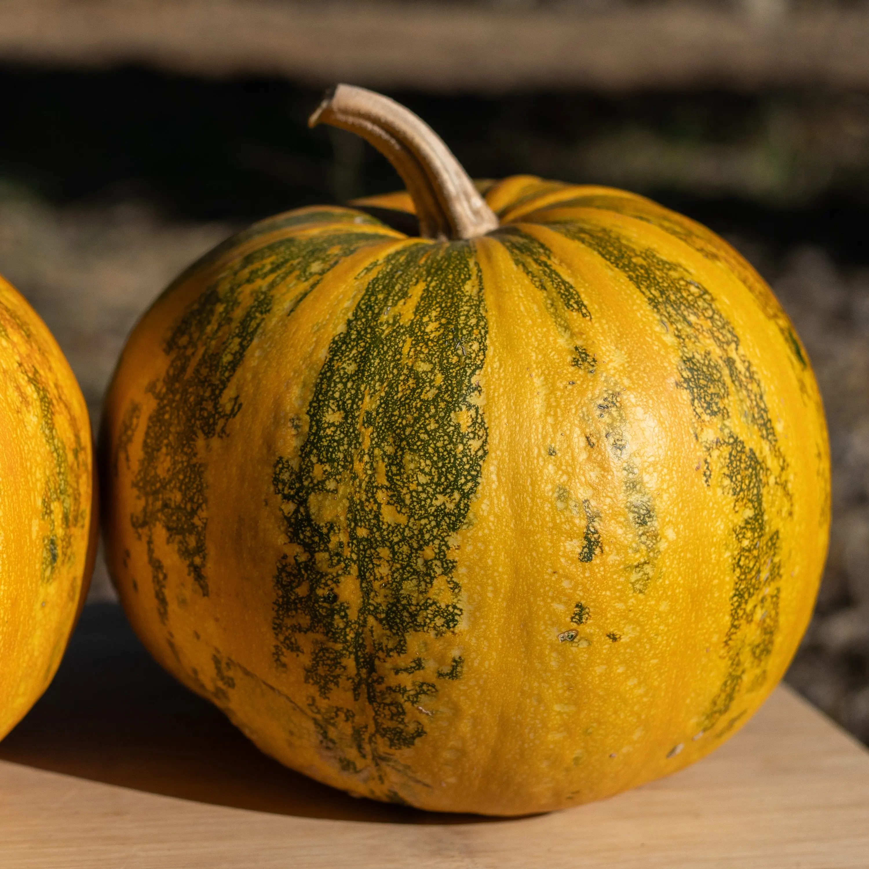 Styrian Hulless Pumpkin Seeds for Planting: Green Austrian Heirloom, Packet or Bulk Size, Certified Organic