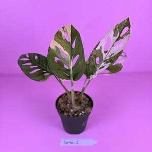 Monstera Adansonii Albo 4” | Variegated Swiss Cheese Plant