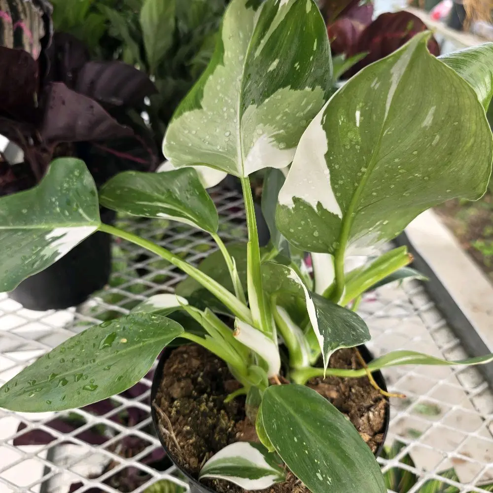 Philodendron White Wizzard 6"