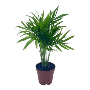 BubbleBlooms Neanthe Bella Palm, in a 2 inch Pot Palma Areca, Chamaedorea seifrizii elegans, Mini Bamboo Palm Tree Plant