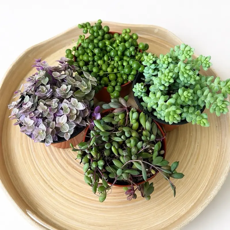 Mixed String Succulent Collection - Assorted Green and Purple Plants in  4 ‘Pots for Indoor Decor