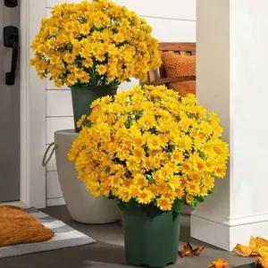 Funsdecor Mums, Artificial Sunset Mums, Artificial Outdoor Sunset Mums Flowers - UV Resistant,Waterproof, Windproof, Fake Fall Flower Daisy with Eucalyptus, Look Real, Full, Vibrant (5 Bundle Glod)